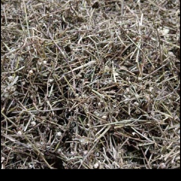 种植大户，原产地，量大优惠