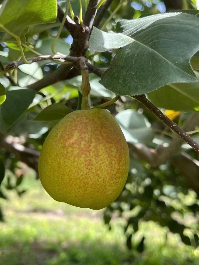 库尔勒香梨已经代发，渠道供货