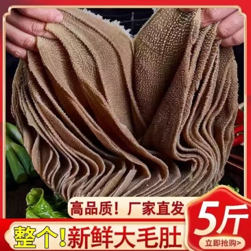 整个毛肚火锅新鲜牛肚带底板黑毛肚牛百叶毛肚千层肚