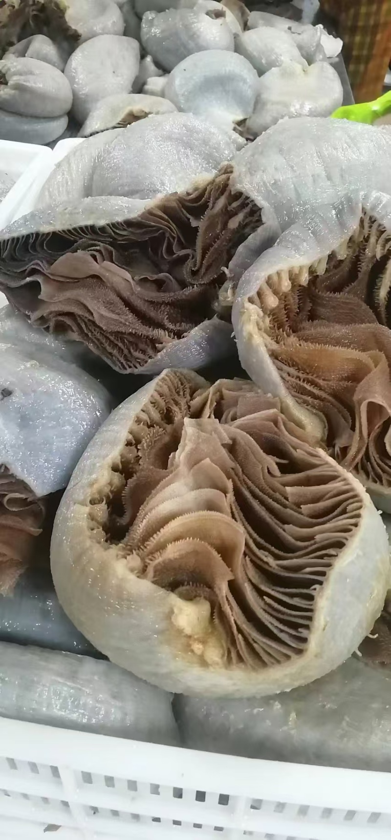 整个毛肚火锅新鲜牛肚带底板黑毛肚牛百叶毛肚千层肚
