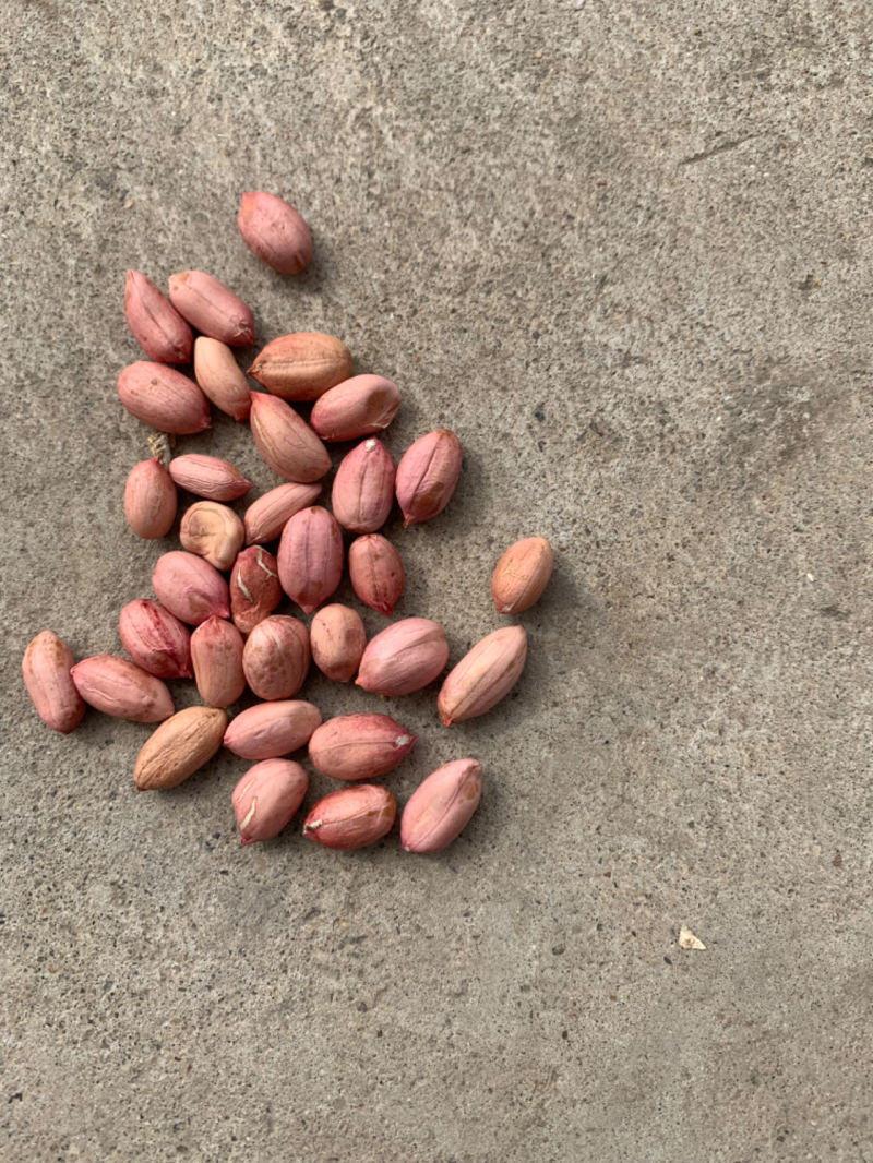 江苏花生白沙系列大白沙花生干花生颗粒饱满自家种植过筛干净