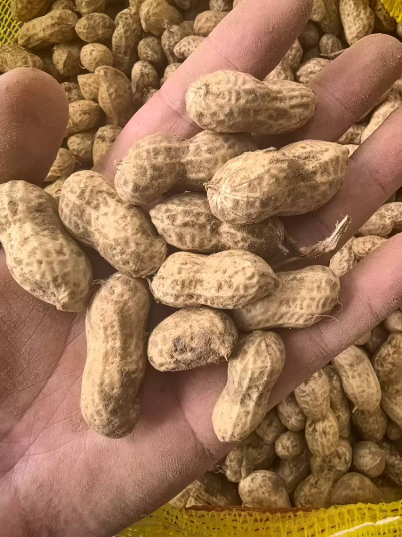 江苏花生白沙系列大白沙花生干花生颗粒饱满自家种植过筛干净