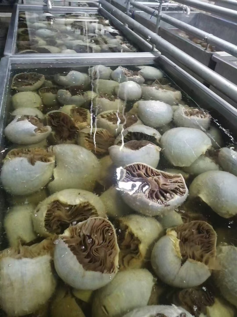 整个毛肚火锅新鲜牛肚带底板黑毛肚牛百叶毛肚千层肚