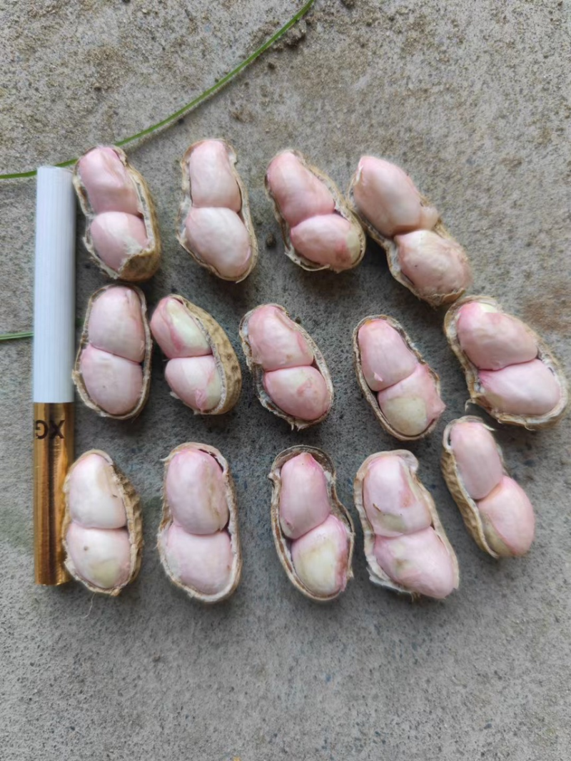 江苏花生白沙系列大白沙花生干花生颗粒饱满自家种植过筛干净