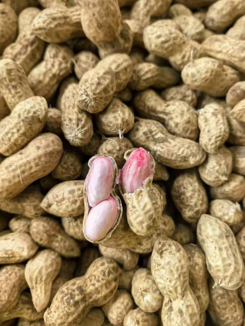 江苏花生白沙系列大白沙花生干花生颗粒饱满自家种植过筛干净
