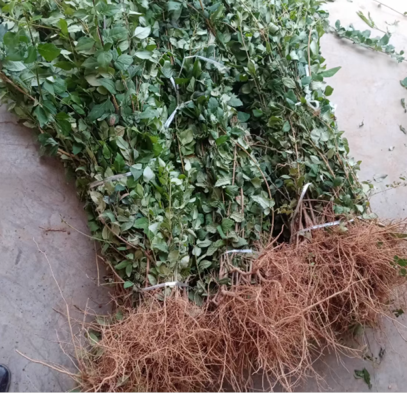 连翘苗药用连翘苗一年苗量大山西苗圃直发量大从优