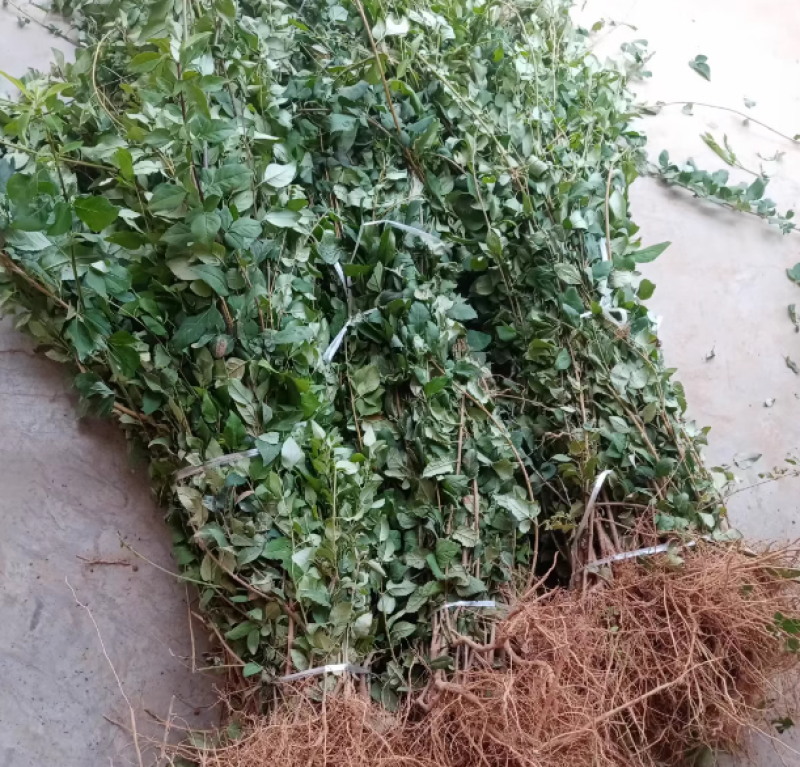 连翘苗药用连翘苗一年苗量大山西苗圃直发量大从优