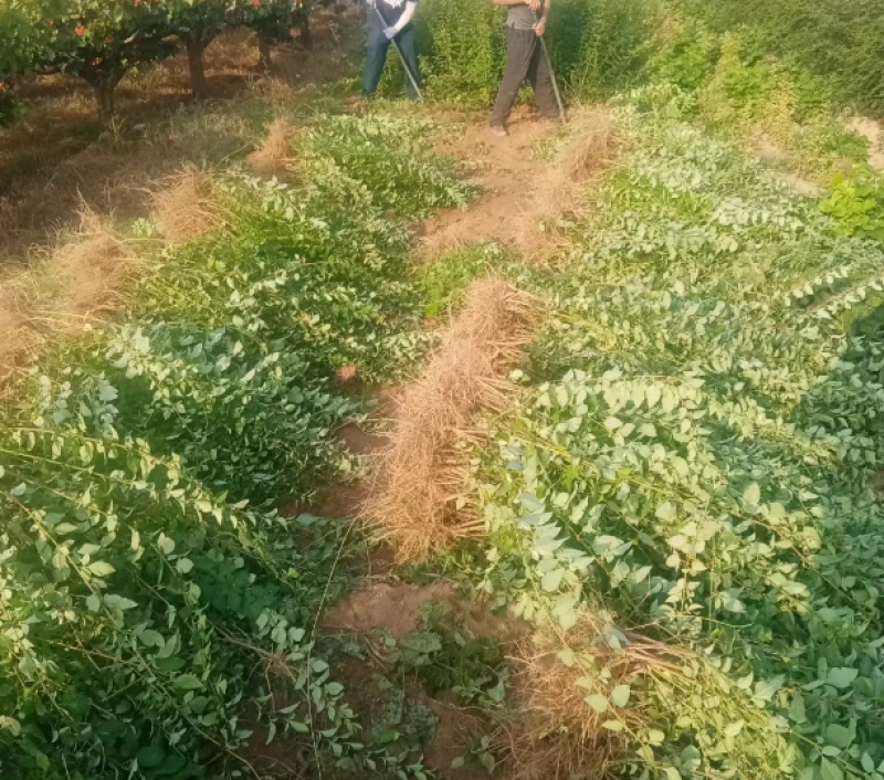 连翘苗药用连翘苗一年苗量大山西苗圃直发量大从优