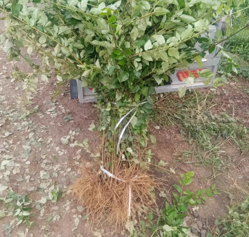 连翘苗药用连翘苗一年苗量大山西苗圃直发量大从优
