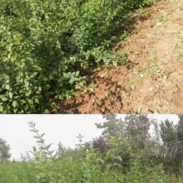 连翘苗药用连翘苗一年苗量大山西苗圃直发量大从优