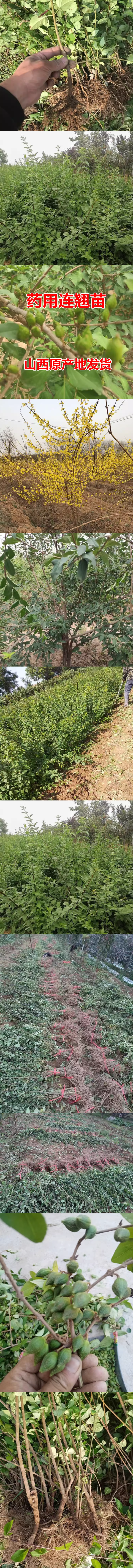连翘苗药用连翘苗一年苗量大山西苗圃直发量大从优