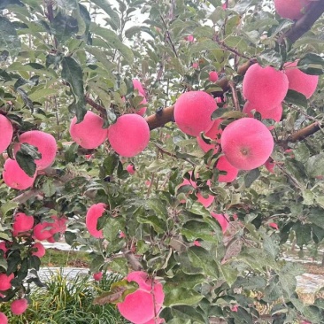 甘肃庆阳高原红富士