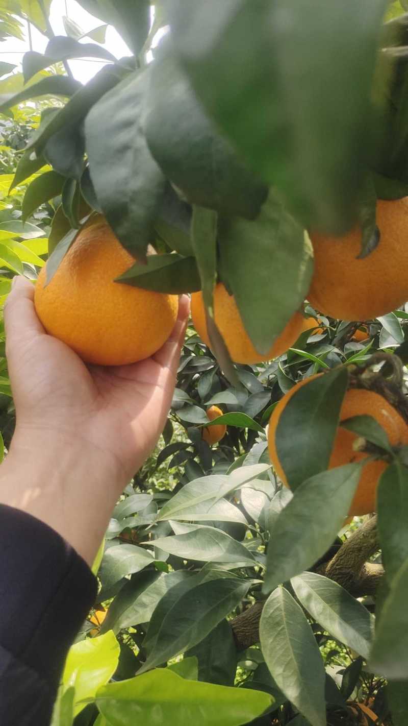爱媛38果冻橙大量有货