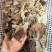 毛肚边角料牛百叶肚头5斤千层肚火锅麻辣烫食材