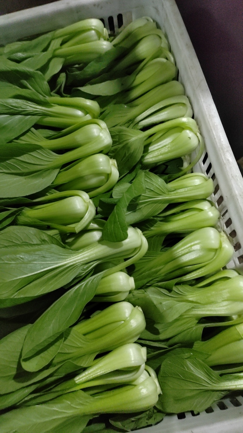 小油菜有需要的可以联系我有市场货有电商货