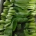 小油菜有需要的可以联系我有市场货有电商货