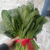 小菠菜有需要的可以联系我有市场货有电商货