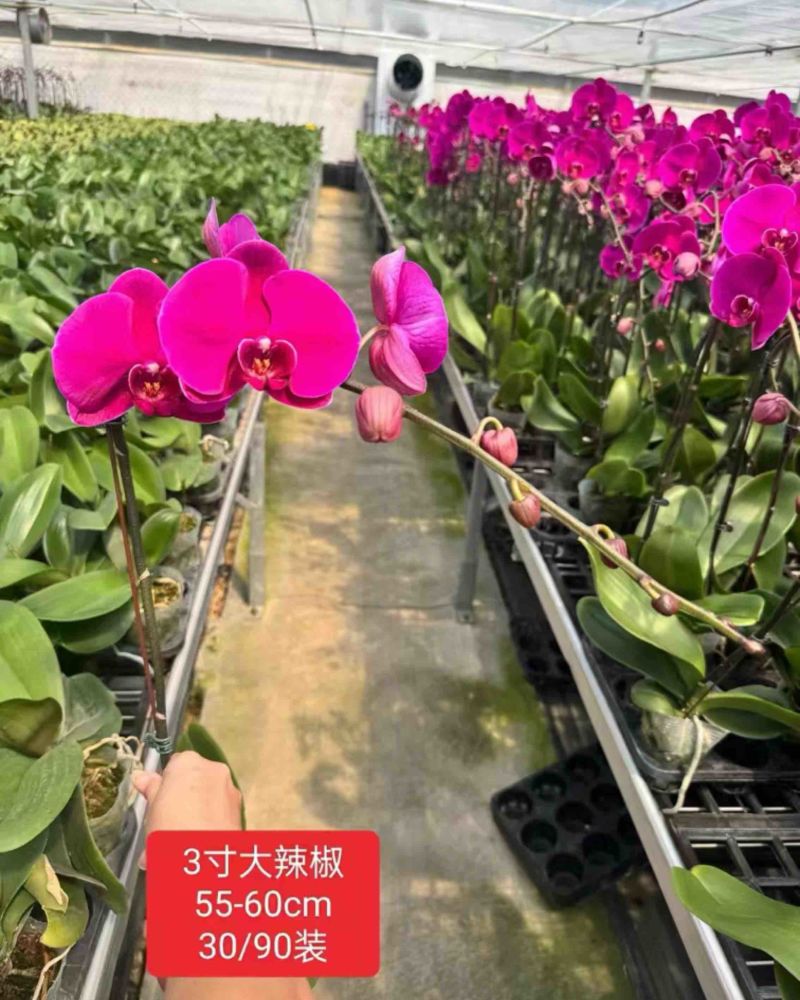 【推荐】蝴蝶兰盆栽可视频看货对接全国