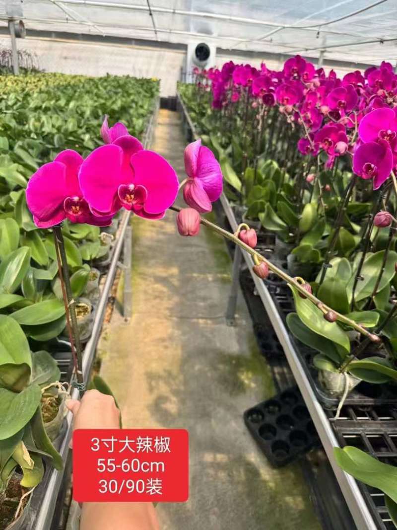 【推荐】蝴蝶兰盆栽可视频看货对接全国