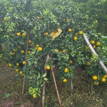 爱媛果冻橙