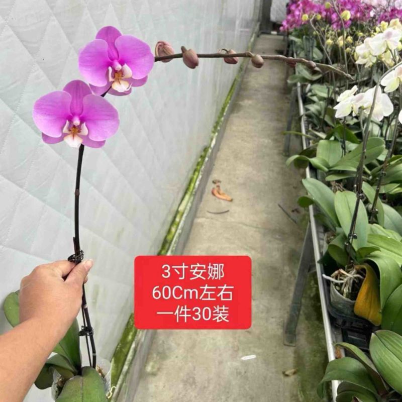 【推荐】蝴蝶兰安娜盆栽兰花可视频看货对接全国品质保证