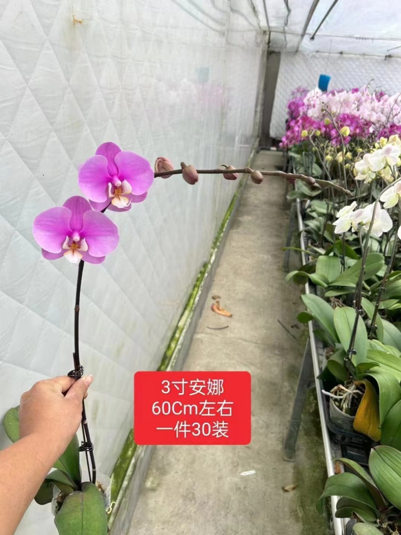 【推荐】蝴蝶兰安娜盆栽兰花可视频看货对接全国品质保证