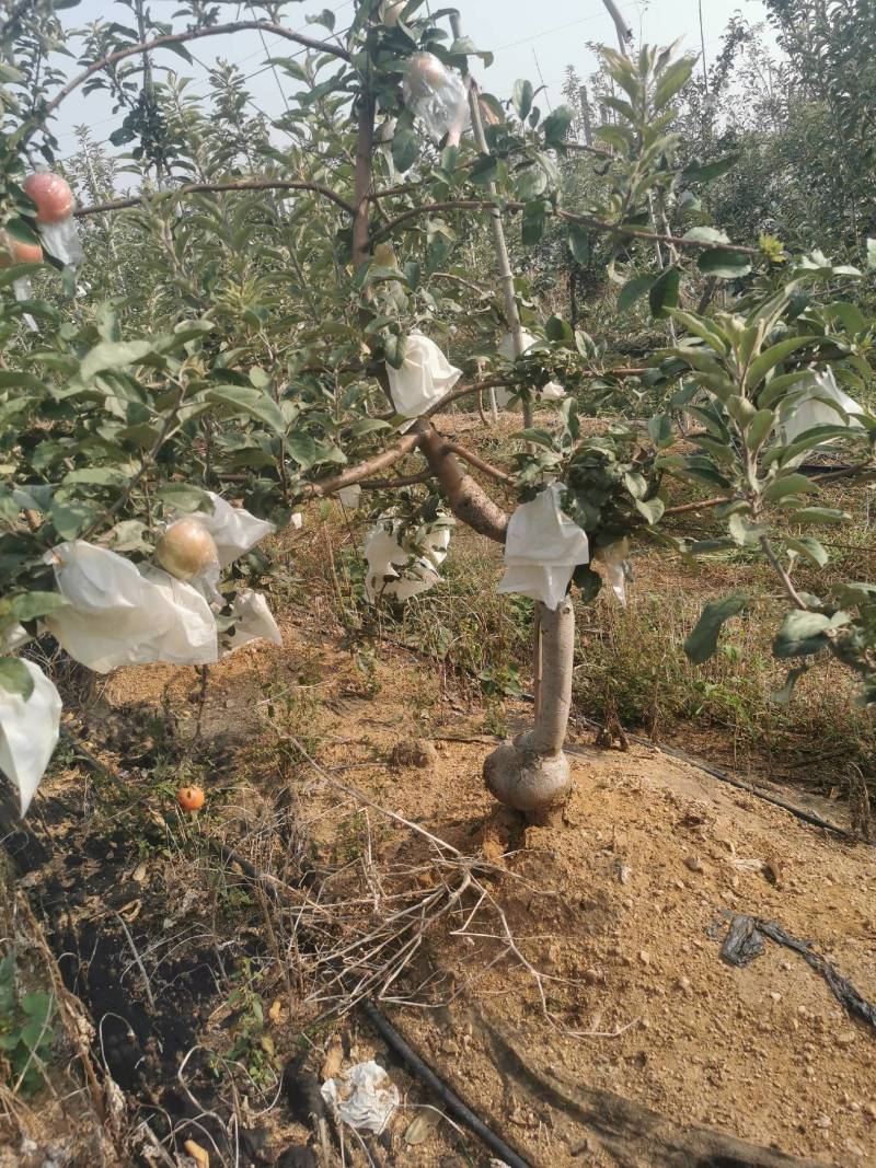 3年小树爱妃和明月苹果树需要的联系\我。3000棵左右