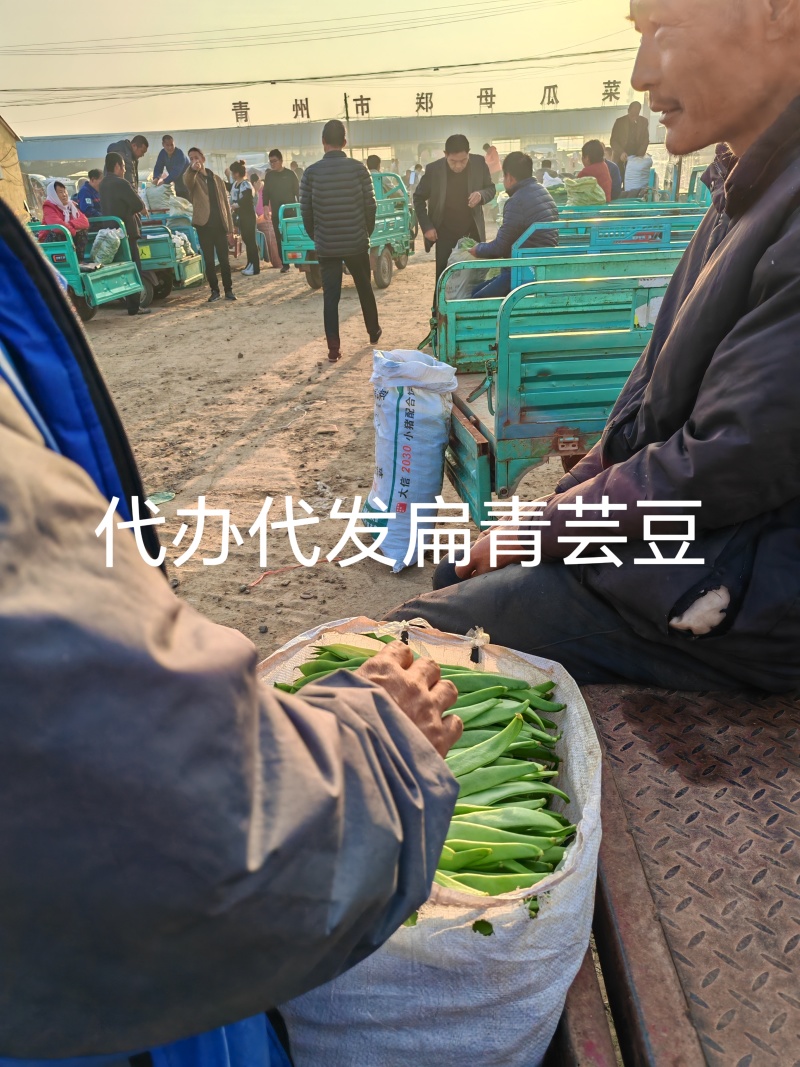 扁青芸豆精品货赶集货电商货负责找车还有其他蔬菜代办代发
