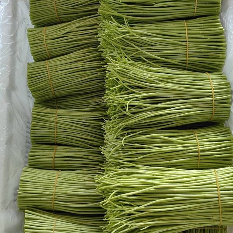 云南精品芦蒿产地直销保质保量一手货源对接商超市场