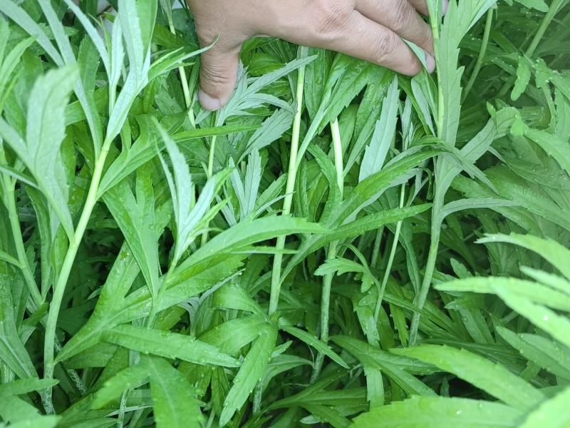 云南精品芦蒿产地直销保质保量一手货源对接商超市场