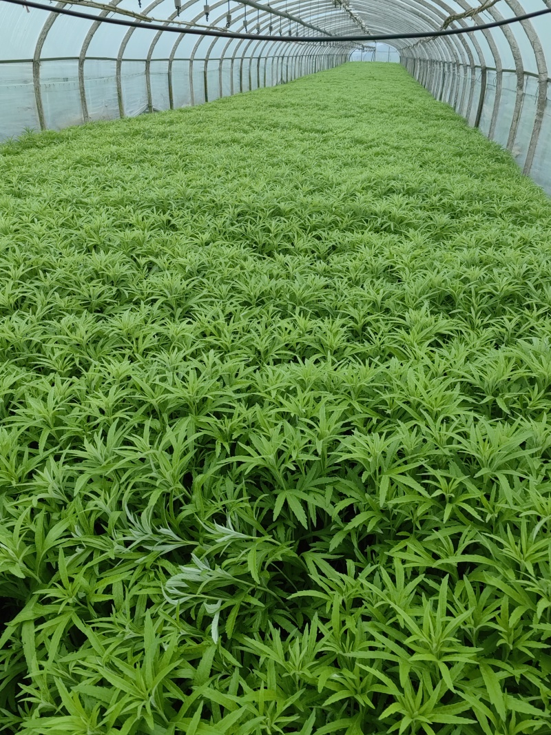 云南精品芦蒿产地直销保质保量一手货源对接商超市场