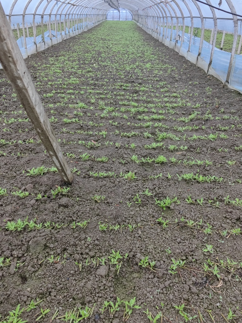 云南精品芦蒿产地直销保质保量一手货源对接商超市场