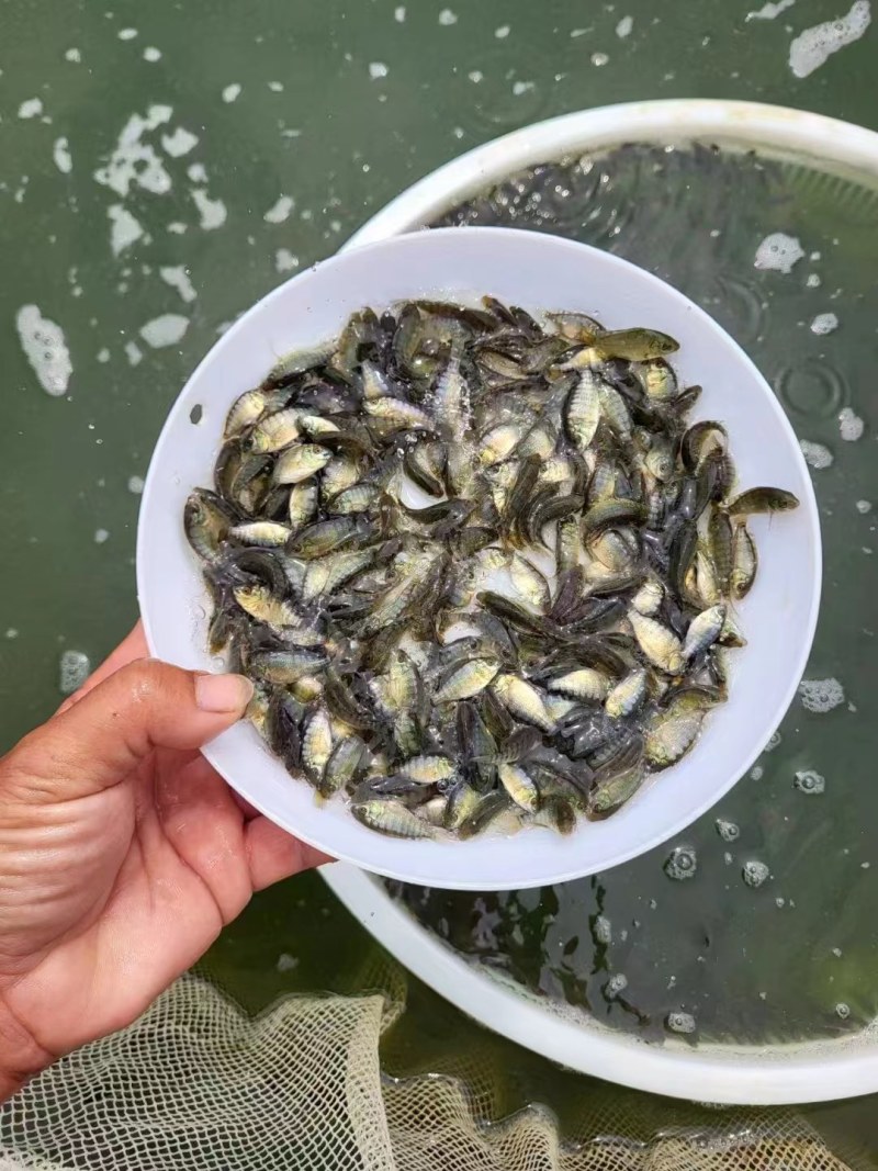 水产红罗非鱼苗，罗非鱼苗，生长快，适合所有淡水鱼塘养殖