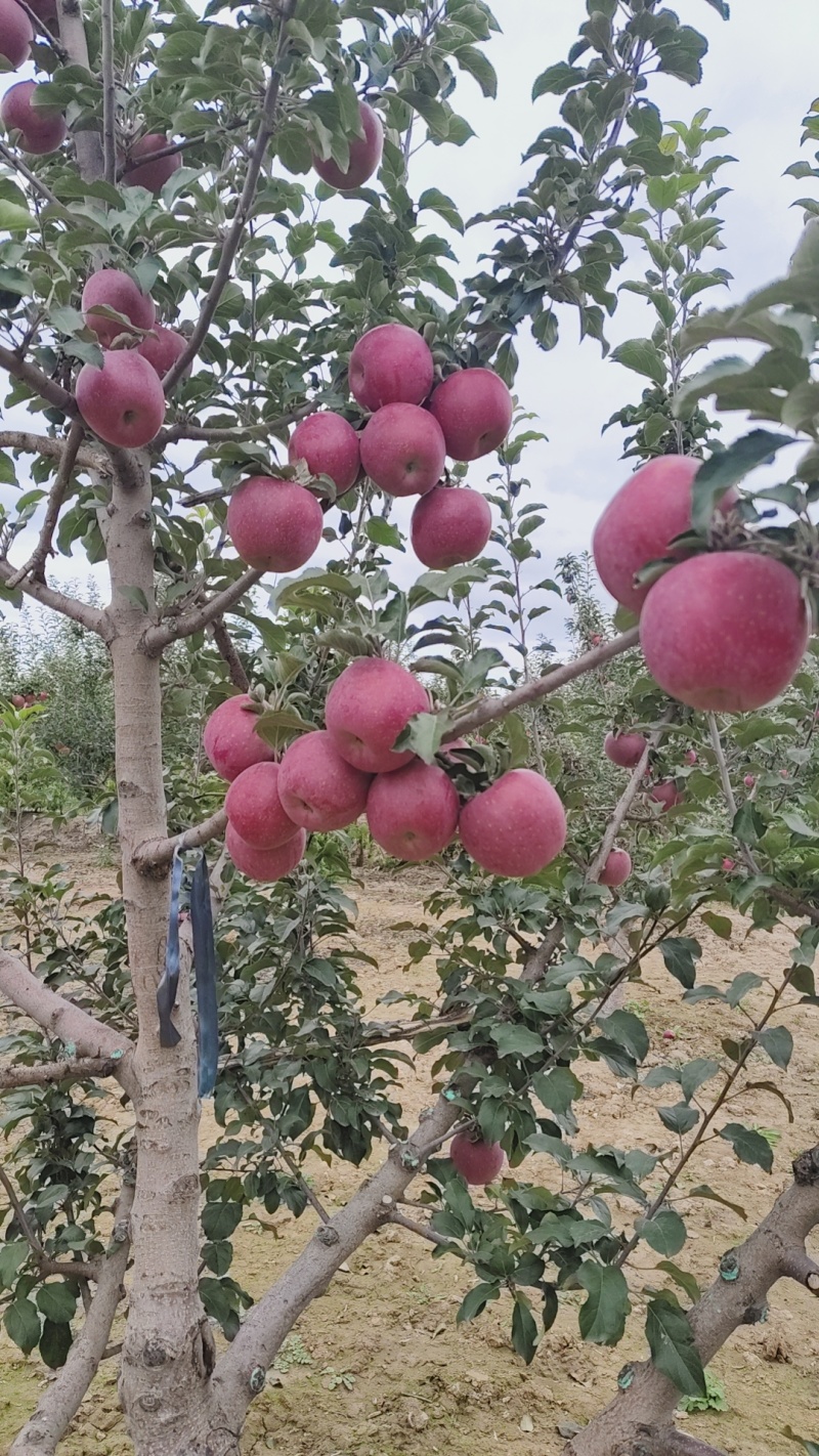 光果冰糖心富士