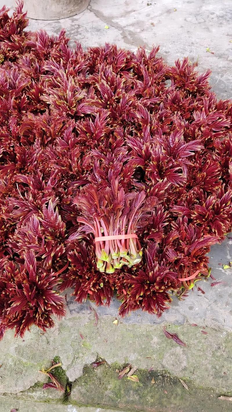 香椿芽四川大竹优质红油香椿香芽现货大量上市了。