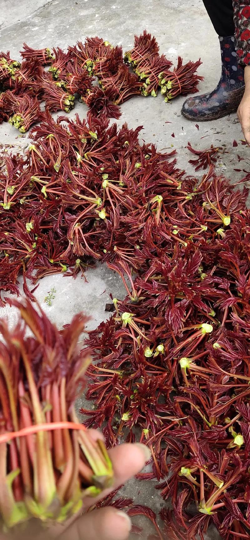 香椿芽四川大竹优质红油香椿香芽现货大量上市了。