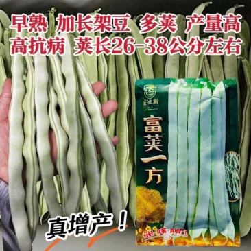 富荚一方架豆种子白芸豆种子圆扁形白不老豆角种子菜豆四季豆