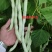 富荚一方架豆种子白芸豆种子圆扁形白不老豆角种子菜豆四季豆