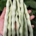 富荚一方架豆种子白芸豆种子圆扁形白不老豆角种子菜豆四季豆