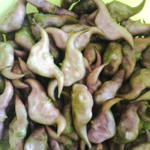 自家种的无药害无污染牛角青菱有货上市，需要的联系我