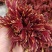 香椿芽四川大竹二郎红香椿香芽上市了大量现货。