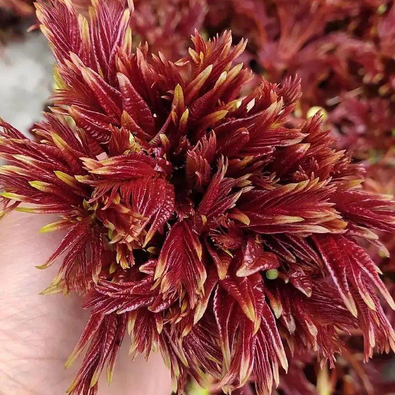 香椿芽四川大竹二郎红香椿香芽上市了大量现货。