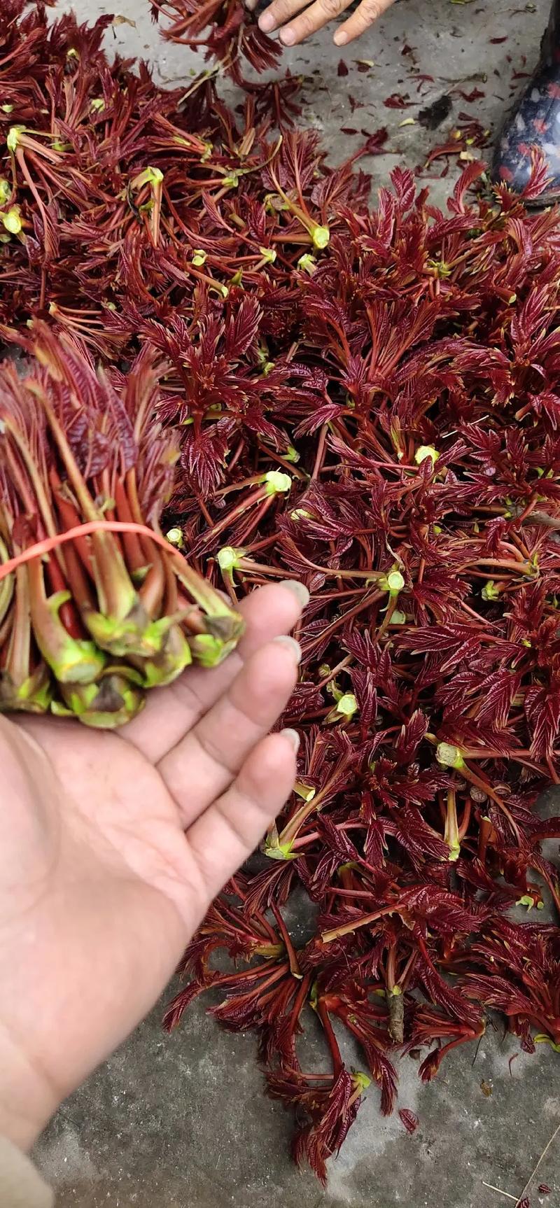 香椿芽四川大竹二郎红香椿香芽上市了大量现货。
