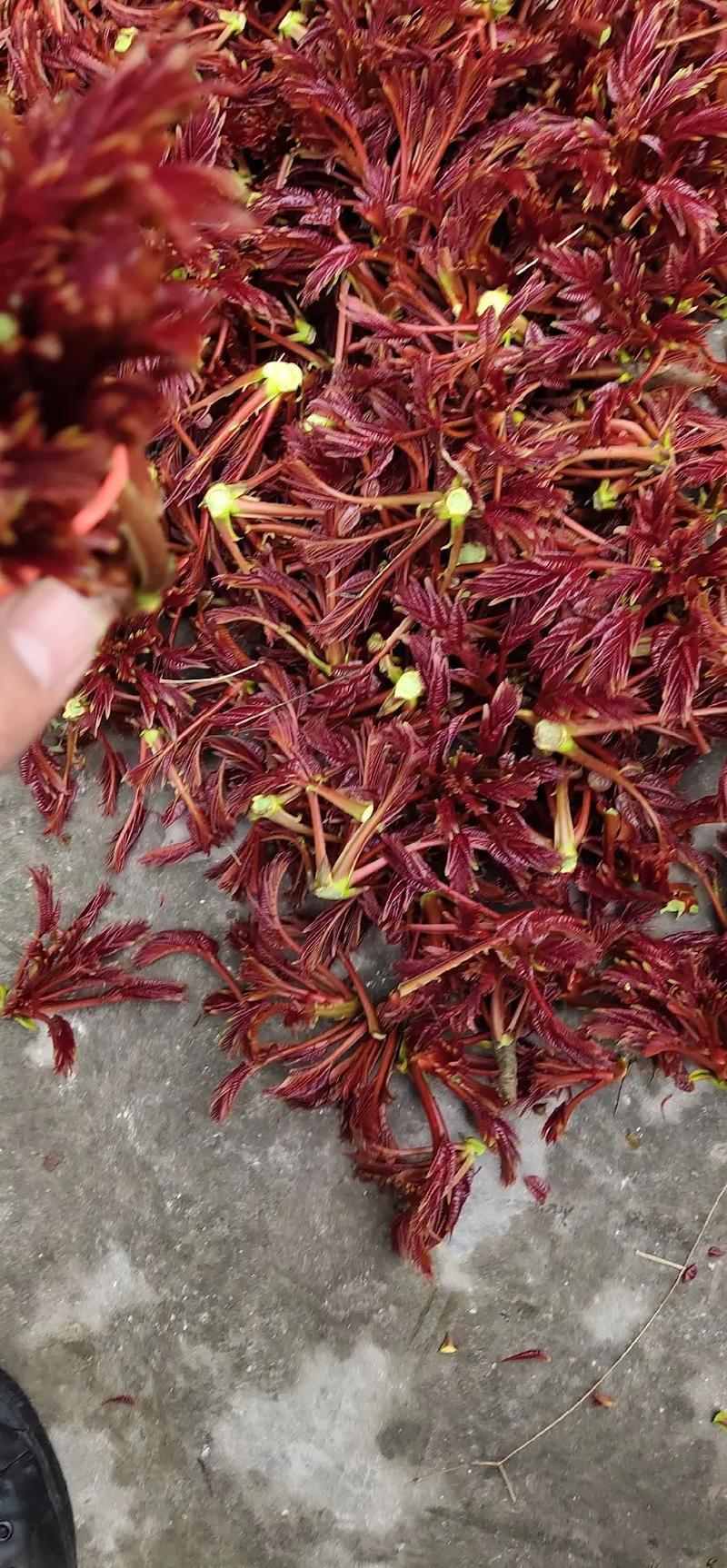 香椿芽四川大竹二郎红香椿香芽上市了大量现货。