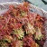 香椿芽四川大竹二郎红香椿香芽上市了大量现货。
