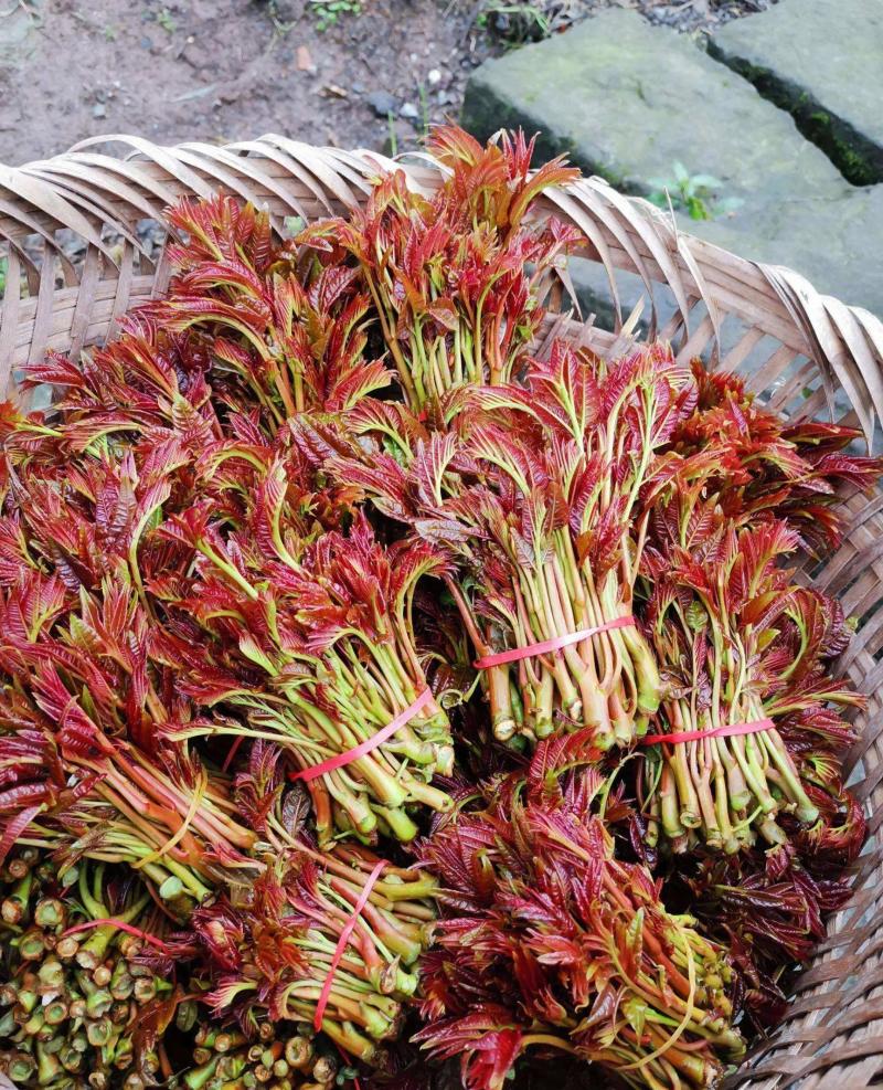 香椿芽四川大竹二郎红香椿香芽上市了大量现货。