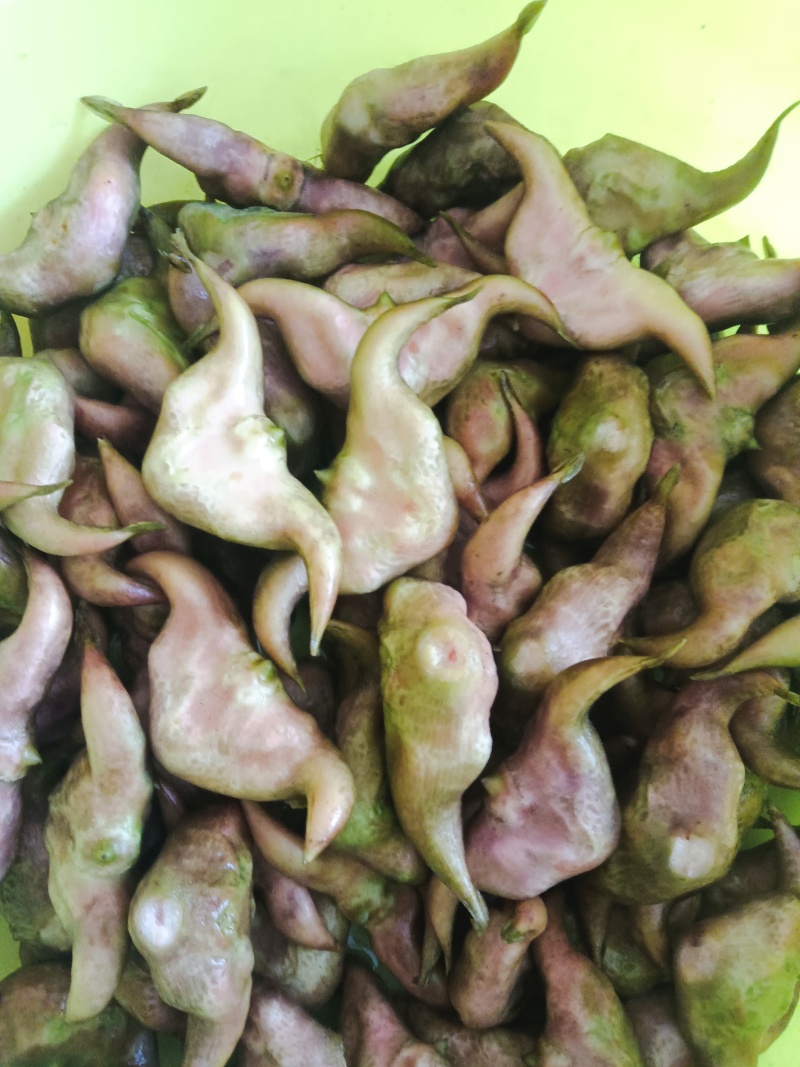 自家种的无药害无污染牛角青菱有货上市，需要的联系我