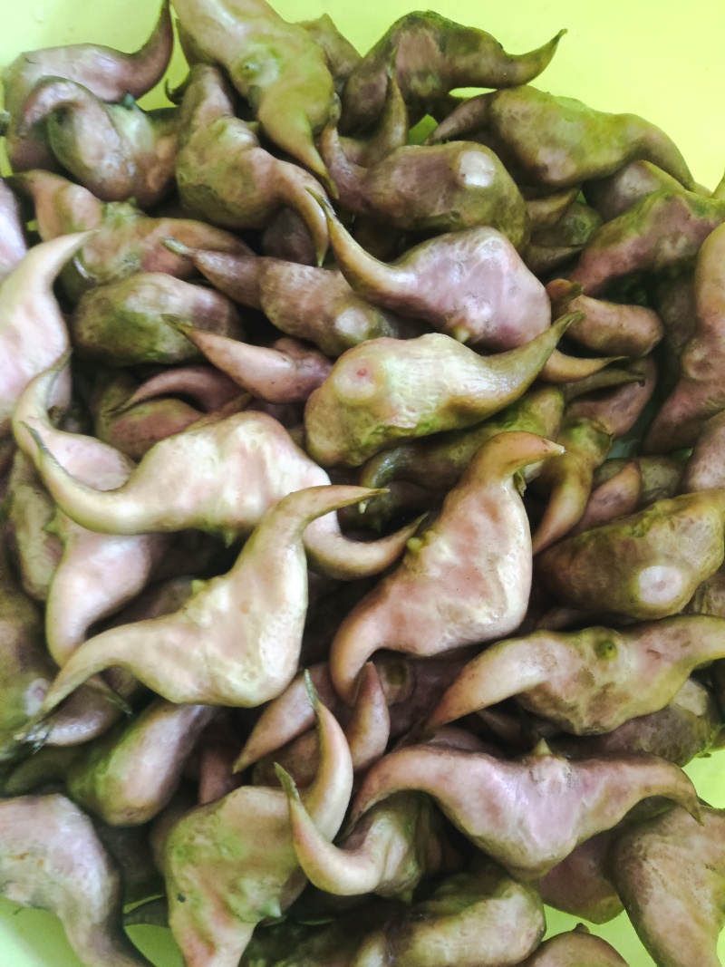 自家种的无药害无污染牛角青菱有货上市，需要的联系我
