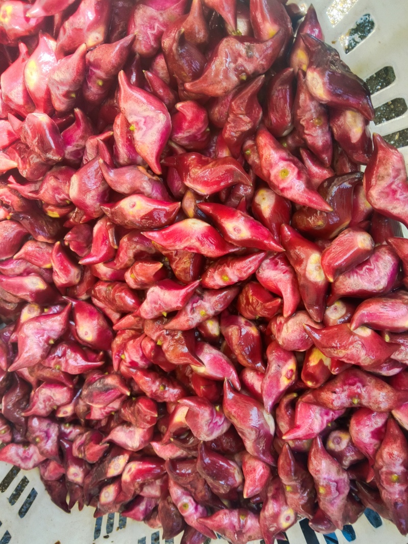 自家种的无药害无污染牛角青菱有货上市，需要的联系我