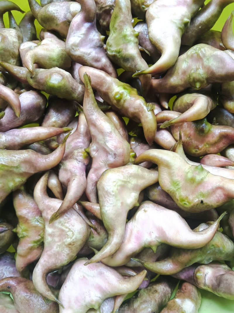 自家种的无药害无污染牛角青菱有货上市，需要的联系我